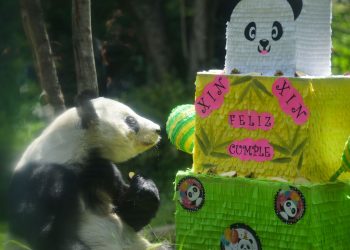 La panda Xin Xin celebró sus 33 años