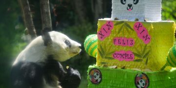 La panda Xin Xin celebró sus 33 años