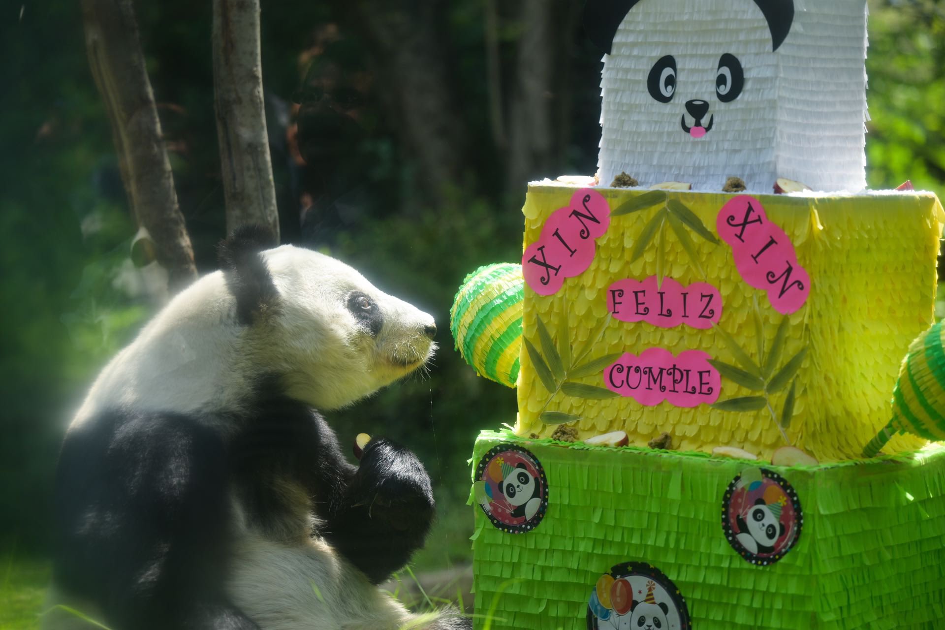 A sus 33 años, este podría ser el último oso panda de México