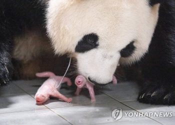 Nacen pandas gemelas