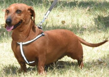 Habrá jornada de bienestar animal por el Día del Perro en CDMX