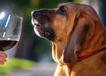 Pilar Mere: Los vinos y los perros