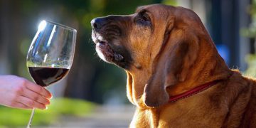 Pilar Mere: Los vinos y los perros