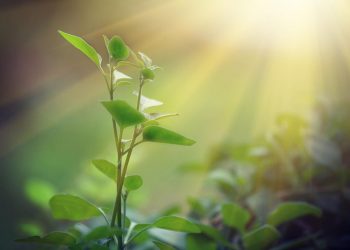 ¿Sabes a cuántas especies de plantas afecta el cambio climático?