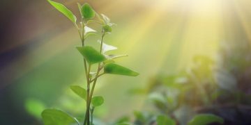 ¿Sabes a cuántas especies de plantas afecta el cambio climático?