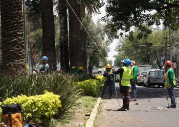 SEDEMA sustituirá palmeras en esta zona de la Ciudad de México