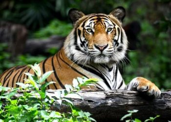 La población de tigres aumenta en la India