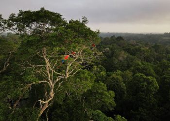 Turismo sustentable debe procurar cuidado de especies: Daniel Madariaga Barrilado