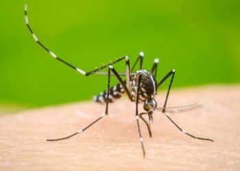 Reportan 5 muertos por dengue en Morelos