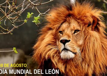 Día Mundial del León