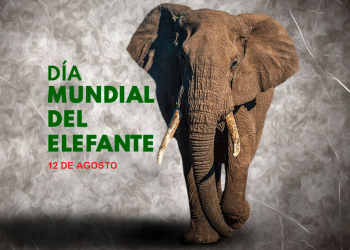 Día Mundial del Elefante