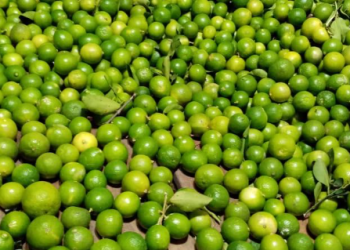 Trabajan con normalidad el 80% de los productores de limón en Michoacán