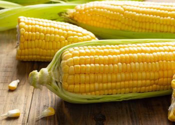 ¿Cuáles son las expectativas por el panel de resolución de disputas por el caso del maíz transgénico?