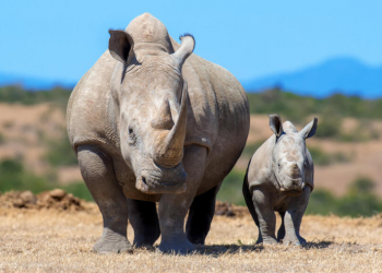 Buenas noticias: La caza furtiva de rinocerontes continúa disminuyendo