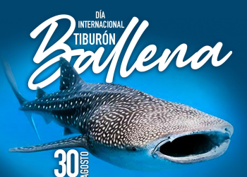 Día Internacional del Tiburón Ballena