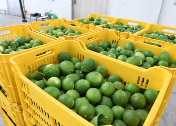 Presenta gobierno de Michoacán denuncia por actos de extorsión a limoneros