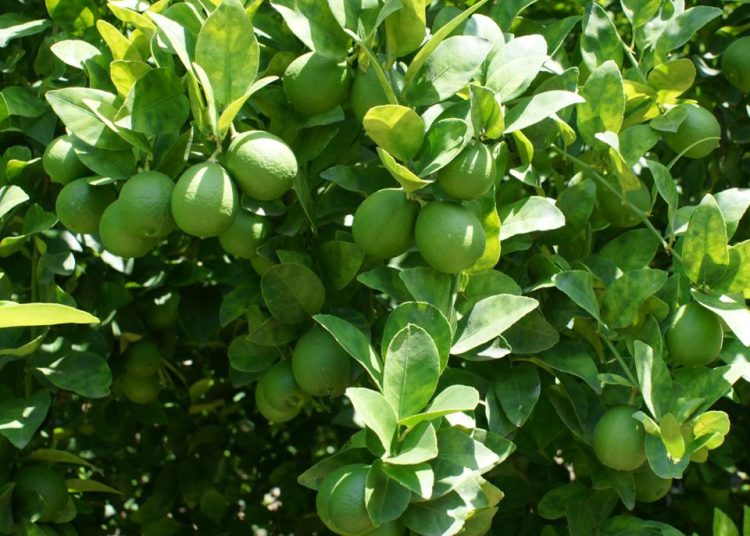 Aumenta extorsión a limoneros en tierra caliente michoacana
 | FOTO GOBIERNO DE MÉXICO