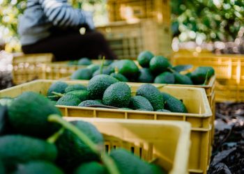 México declara regiones aguacateras de cinco estados libres de plagas