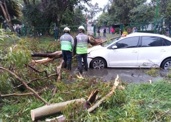 La lluvia de este sábado dejó caída de árboles e inundaciones en la CDMX