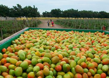 Registra balanza comercial agroalimentaria México-EU superávit de más de ocho mil mdd a mayo: SADER
