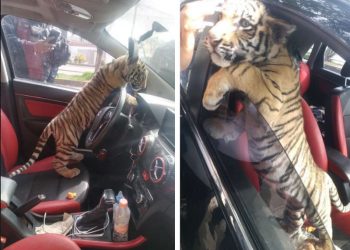 Hallan tigre de bengala en auto sobre Avenida Texcoco