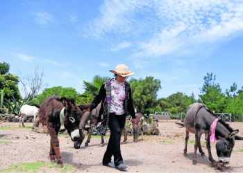 ¿Burros en peligro de extinción?