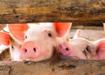 Logran trasplantar riñones de cerdo a un humano y que sean funcionales