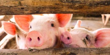 Logran trasplantar riñones de cerdo a un humano y que sean funcionales