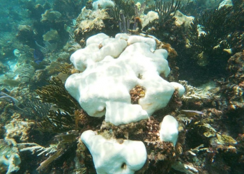 ¿Esta es la razón de la mortandad en corales del Parque Nacional Arrecife de Puerto Morelos?