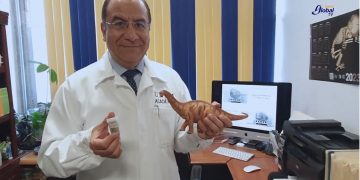 Cascarón de dinosaurio: Una prueba de que no se extinguieron