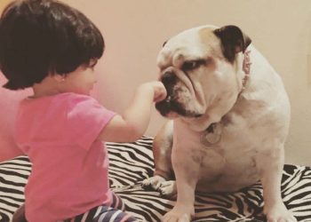 Murió Fiona, la perrita de Eugenio Derbez