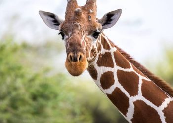 Nace jirafa sin manchas, aquí las imágenes