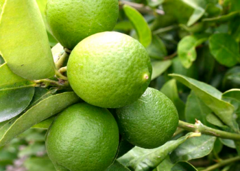 ¿Hay algún impacto en el precio del limón por las extorsiones a productores? Esto dijo el Grupo Consultor de Mercados Agrícolas