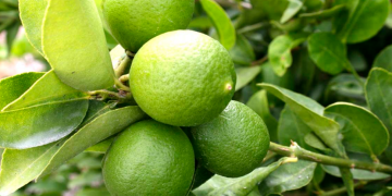¿Hay algún impacto en el precio del limón por las extorsiones a productores? Esto dijo el Grupo Consultor de Mercados Agrícolas
