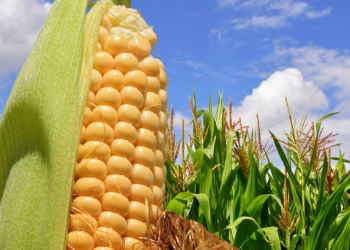 Gobierno y agroindustria firman acuerdo para enfrentar crisis del maíz en México