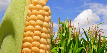 Gobierno y agroindustria firman acuerdo para enfrentar crisis del maíz en México