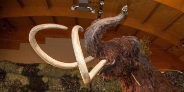 Hallan restos de un mamut en el sur de Bielorrusia