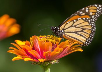 México reforesta la principal reserva de la mariposa monarca
