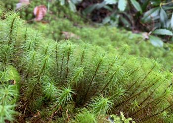El musgo más antiguo podría no sobrevivir al cambio climático, alerta estudio