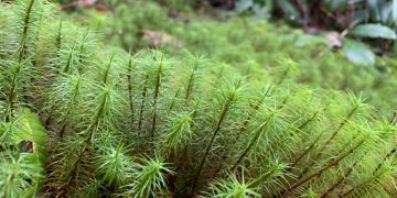 El musgo más antiguo podría no sobrevivir al cambio climático, alerta estudio
