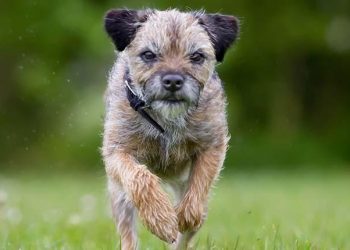 Una perrita recorre 163 kilómetros en una noche al intentar volver con sus dueños