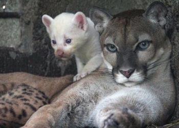 Nace singular puma albino