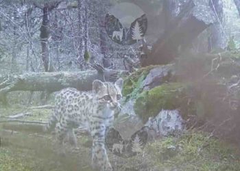 Captan en video a crías de Tigrillo, te contamos dónde