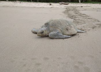 Tortugas en peligro de extinción invaden las playas de Nicaragua