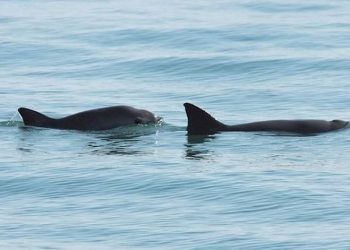 Esto dijo el WWF sobre el rescate de la vaquita marina