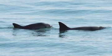 Esto dijo el WWF sobre el rescate de la vaquita marina