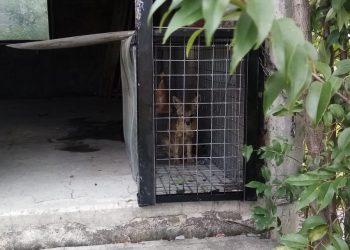Rescatan a zorro en el Taller del Metro El Rosario