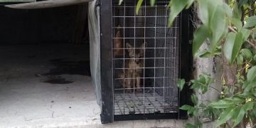Rescatan a zorro en el Taller del Metro El Rosario
