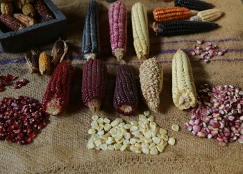 México defiende el decreto contra el maíz transgénico de EU