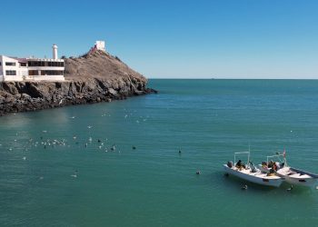 Estados: Pesca de camarón amenaza a la disminuida población de la vaquita marina